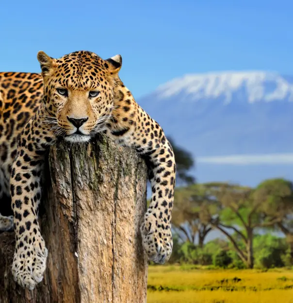 Leopard Sitting On A Tree On A Background Of Mount Kilimanjaro