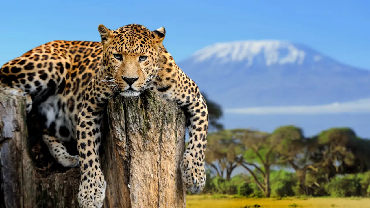 Leopard Sitting On A Tree On A Background Of Mount Kilimanjaro