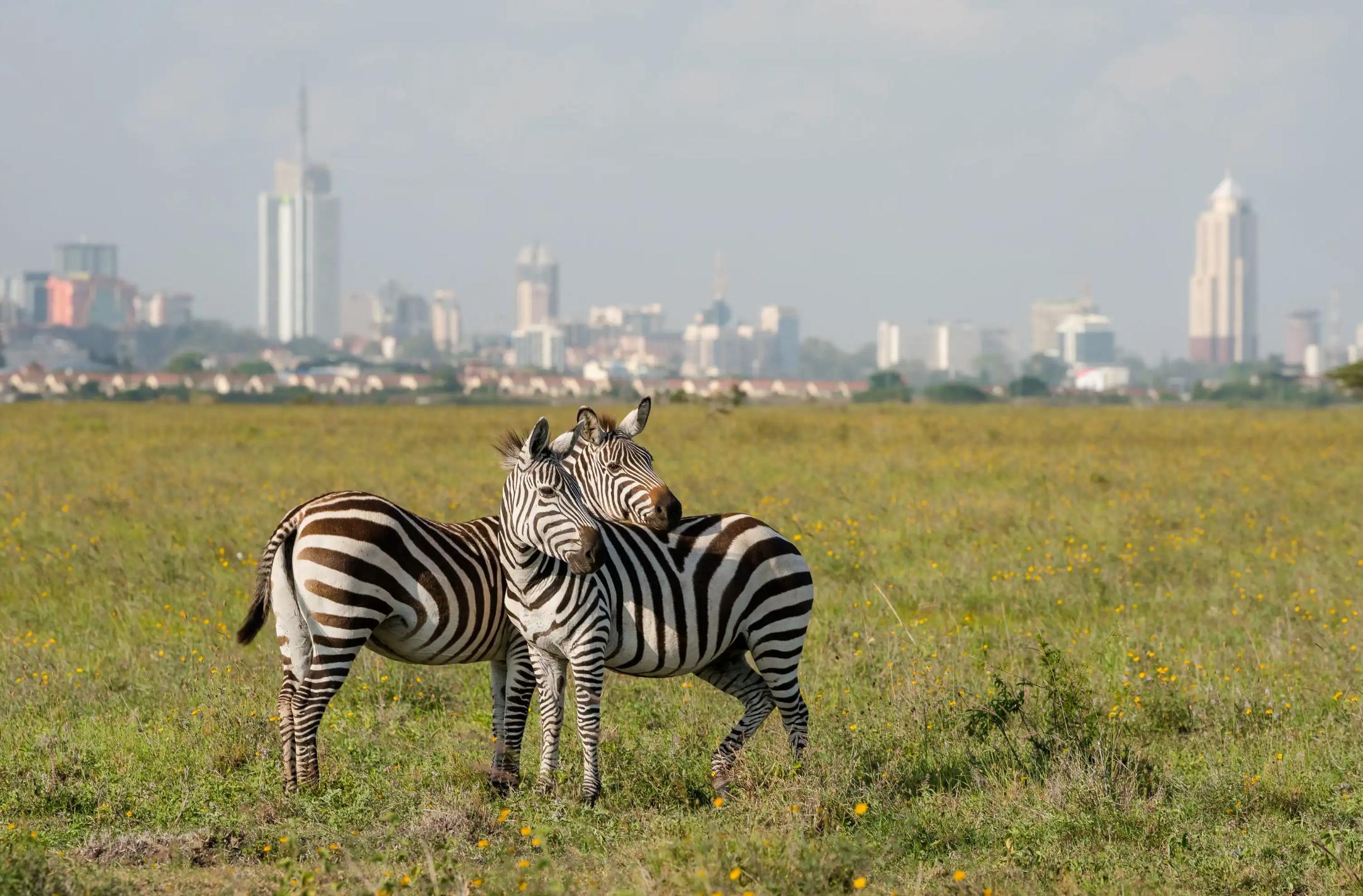 Two zebras standing close together in the grassy plains of Nairobi National Park, with the modern skyline of Nairobi, Kenya visible in the background
