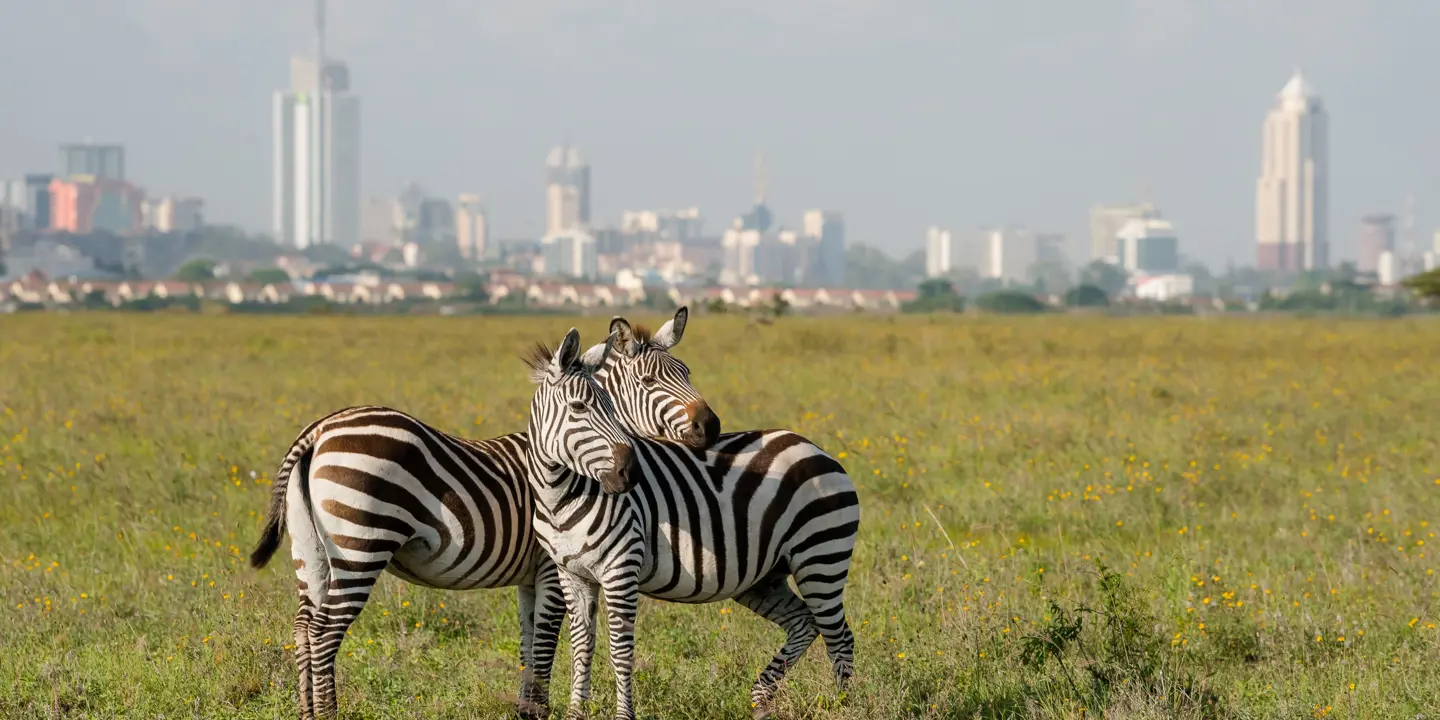 Zebras In Nairobi National Park With Nairoby City In The Background. Zebra Puts Head On Back Of Other Zebra In Nairobi, Kenya.