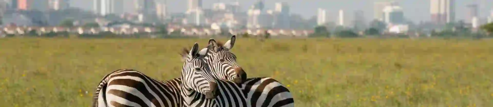 Two zebras standing close together in the grassy plains of Nairobi National Park, with the modern skyline of Nairobi, Kenya visible in the background