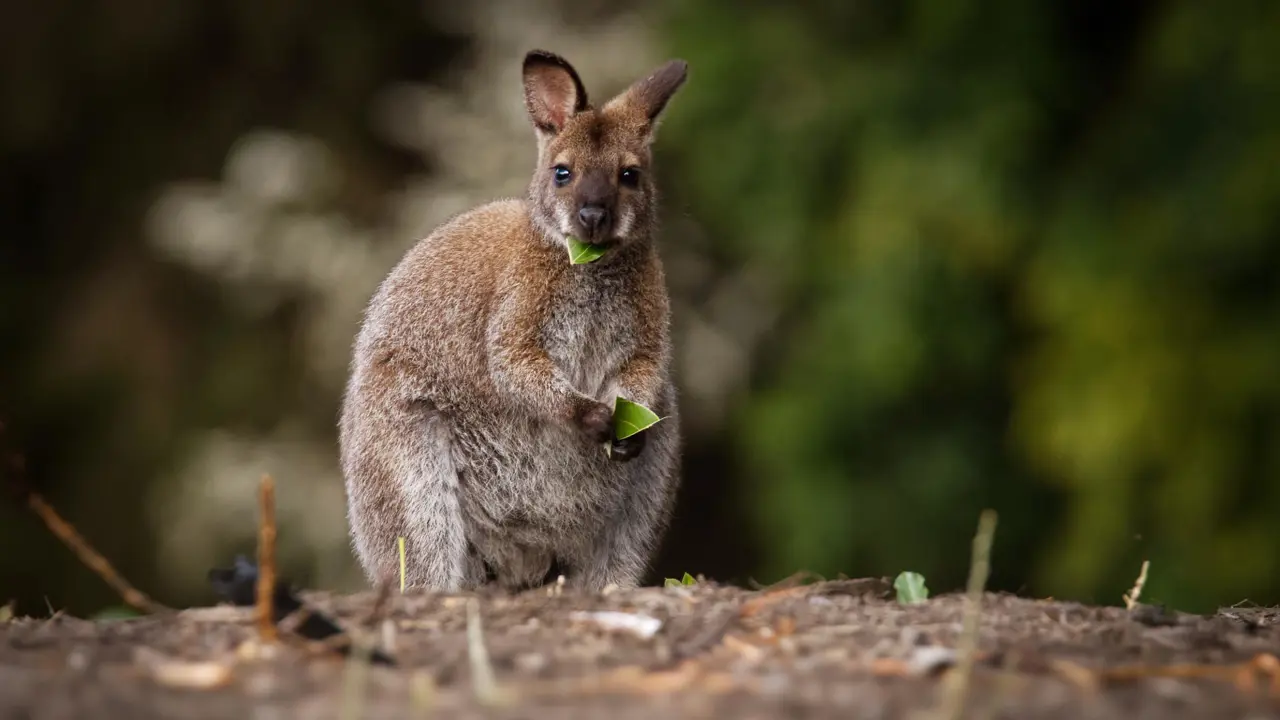 A wallaby standing alert in bushland in Australia, with soft fur tones of brown and grey and large upright ears.