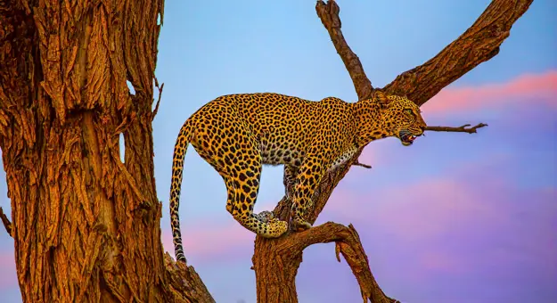 Leopard on Tree in Samburu National Reserve