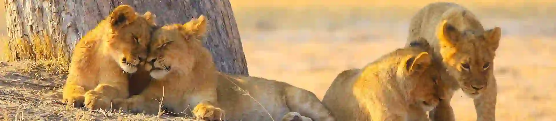 Lions in Zambezi National Park, Zimbabwe