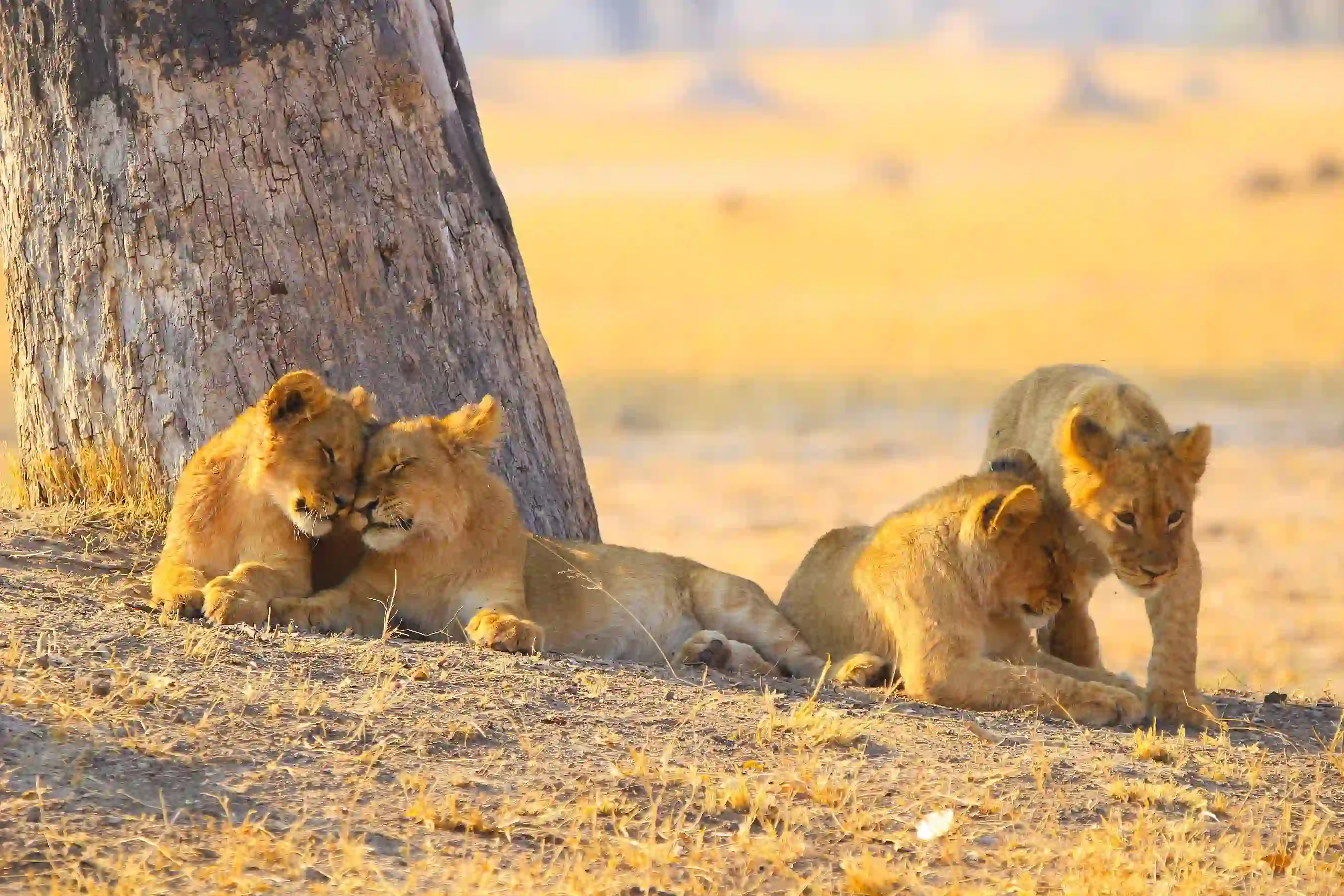 Lions in Zambezi National Park, Zimbabwe