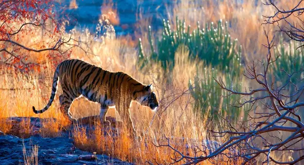 1920X700 Gettyimages 157739460 Tiger India