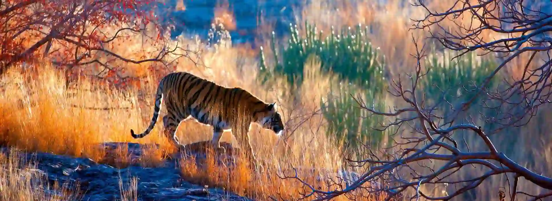 1920X700 Gettyimages 157739460 Tiger India