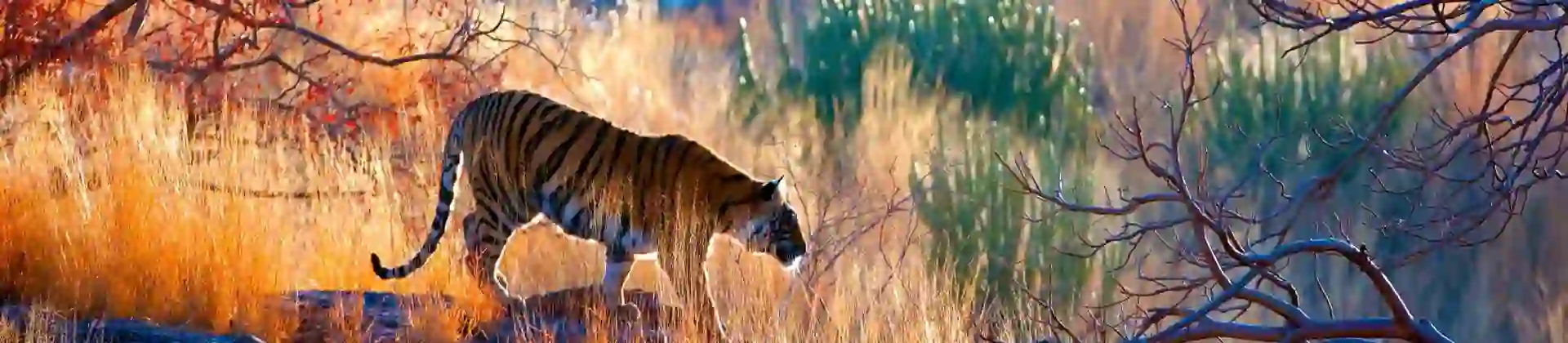 1920X700 Gettyimages 157739460 Tiger India