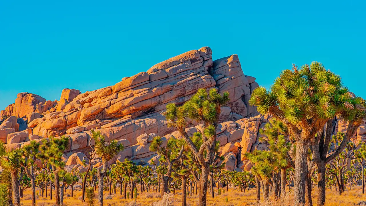 Sh 1932743393 Joshua Tree National Park