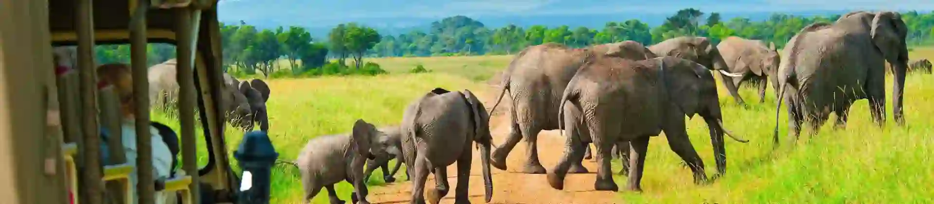 A group of elephants crossing a dirt road in the Maasai Mara, Kenya, with tourists observing from a safari vehicle in the foreground