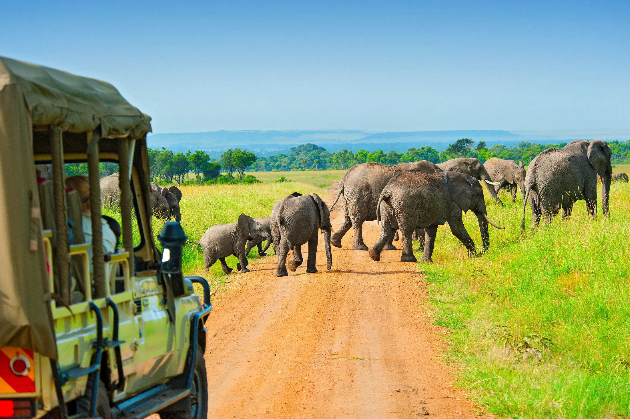 Safari drive spotting elephants 