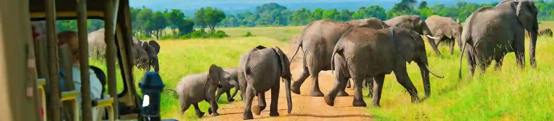 A group of elephants crossing a dirt road in the Maasai Mara, Kenya, with tourists observing from a safari vehicle in the foreground