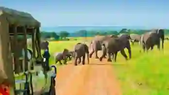A group of elephants crossing a dirt road in the Maasai Mara, Kenya, with tourists observing from a safari vehicle in the foreground