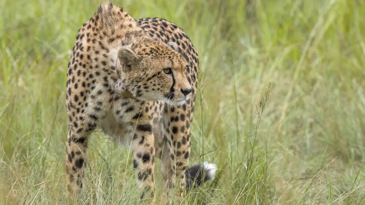 Babanango Game Reserve, cheetah