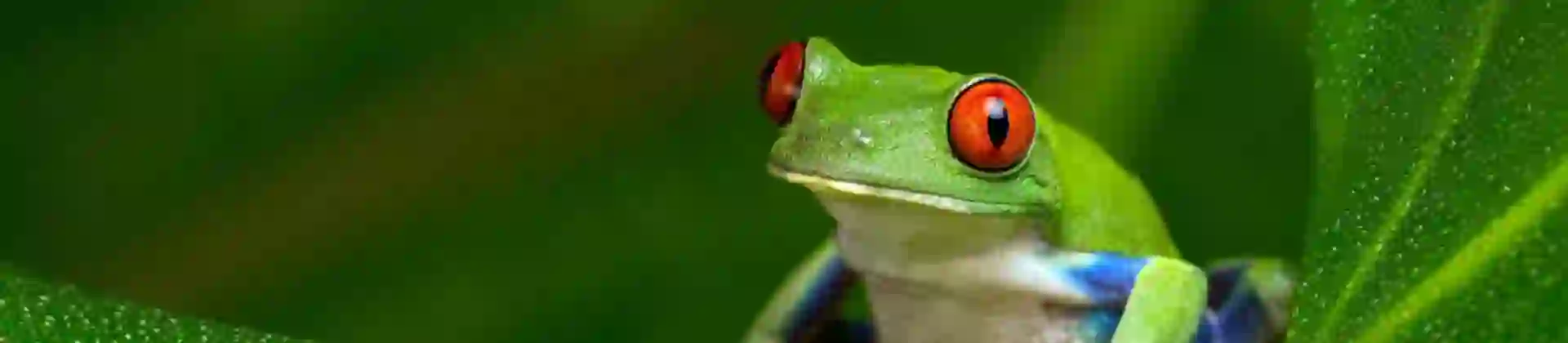 Red eyed tree frog