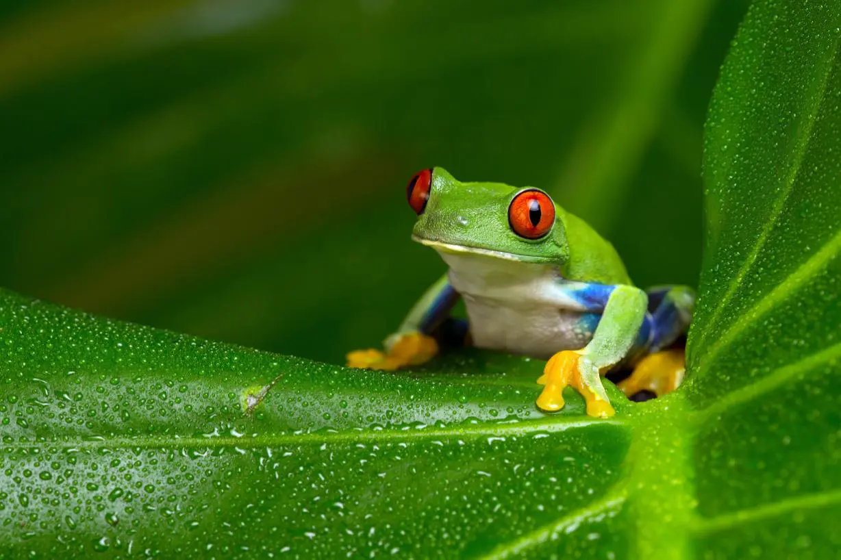 Red eyed tree frog