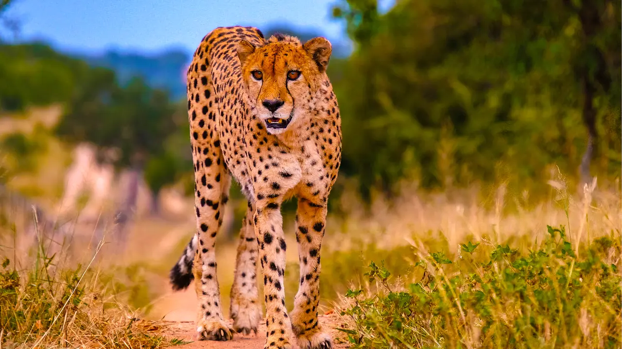 Cheetah, Kruger National Park