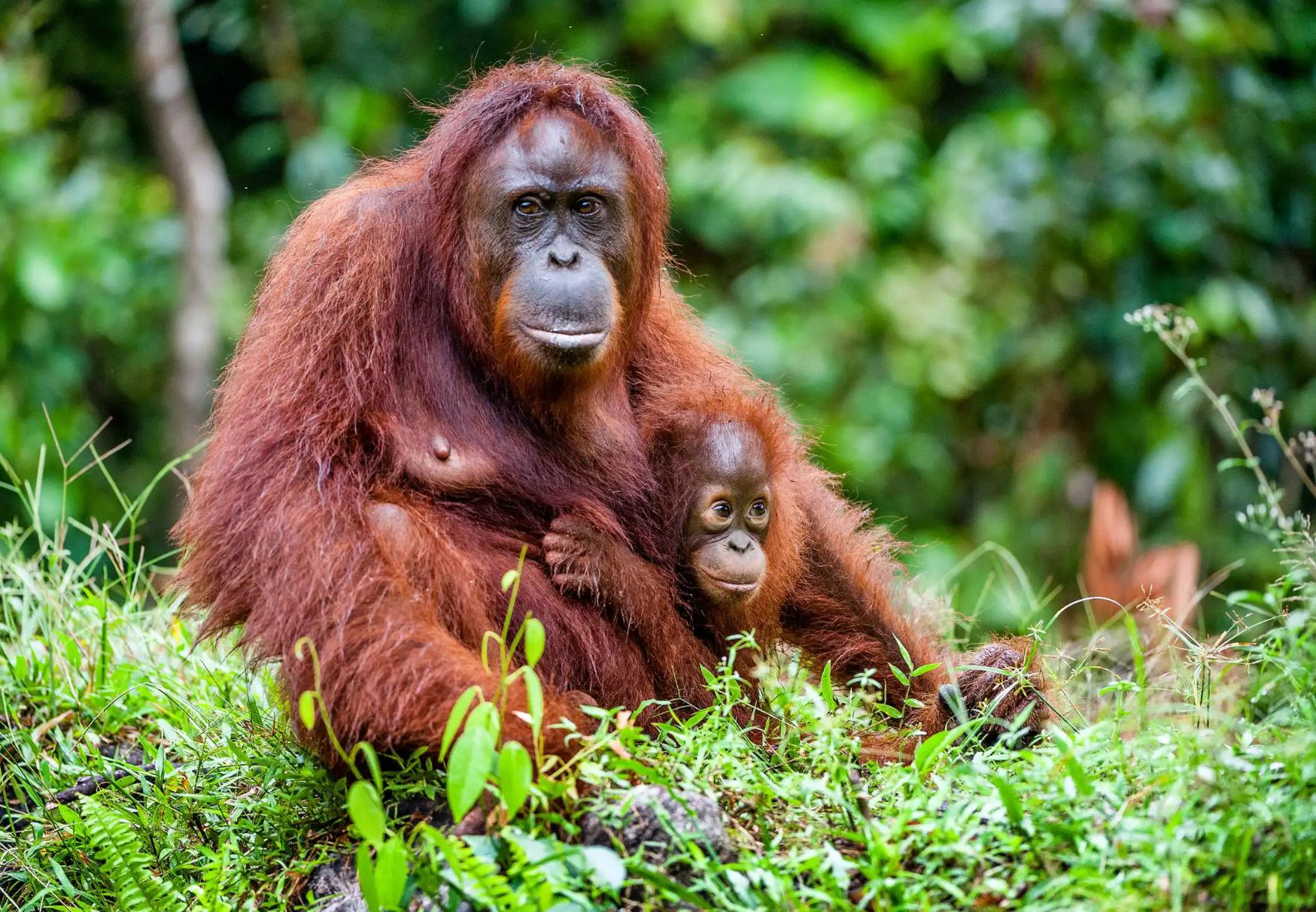 A female orangutan sitting on the grass in a forest, gently holding her baby close to her chest, surrounded by lush green foliage