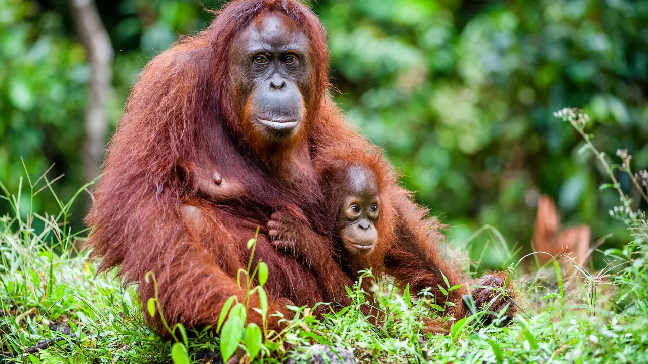 A Female Of The Orangutan With A Cub, Borneo