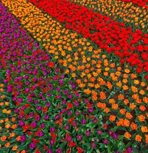 6 Unique Reasons To Visit Keukenhof Gardens This Spring 3