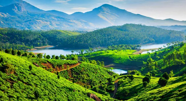 Tea Plantations Muthirappuzhayar River Near Munnar Kerala India