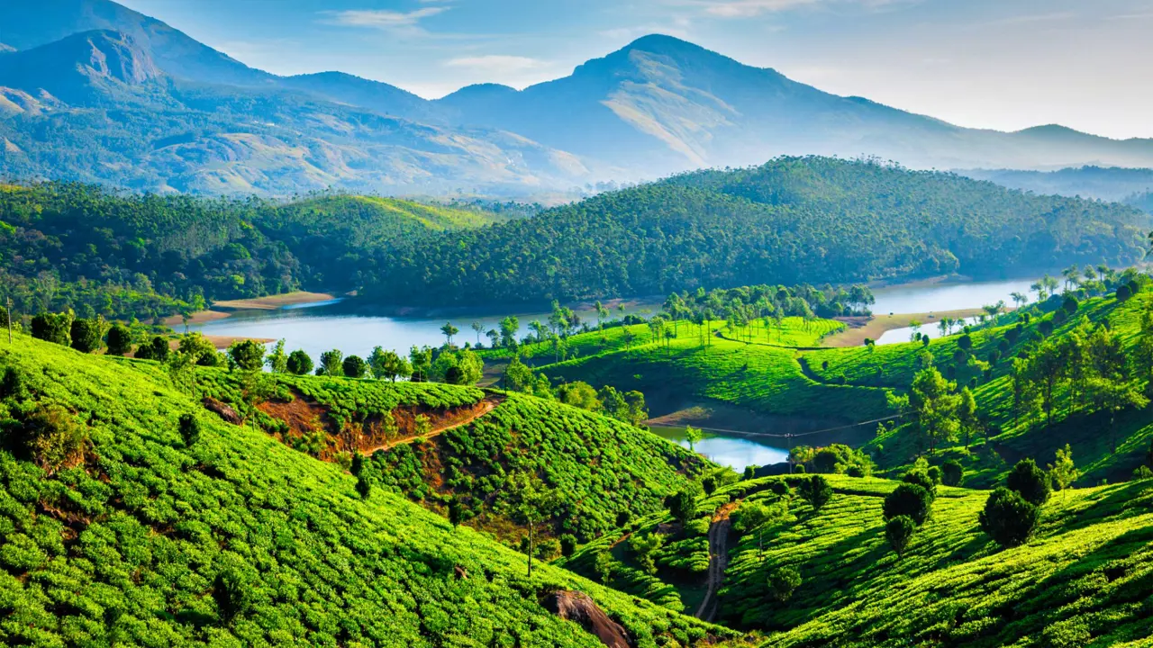 Tea Plantations Muthirappuzhayar River Near Munnar Kerala India