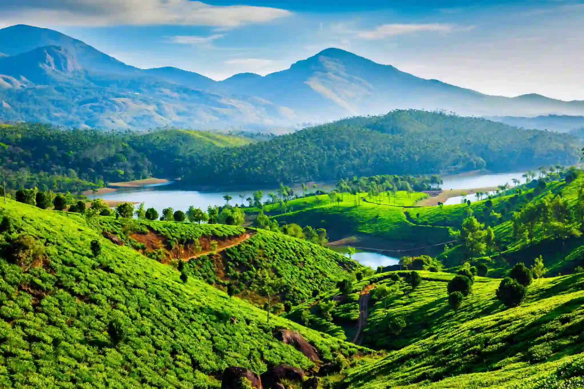 Tea Plantations Muthirappuzhayar River Near Munnar Kerala India