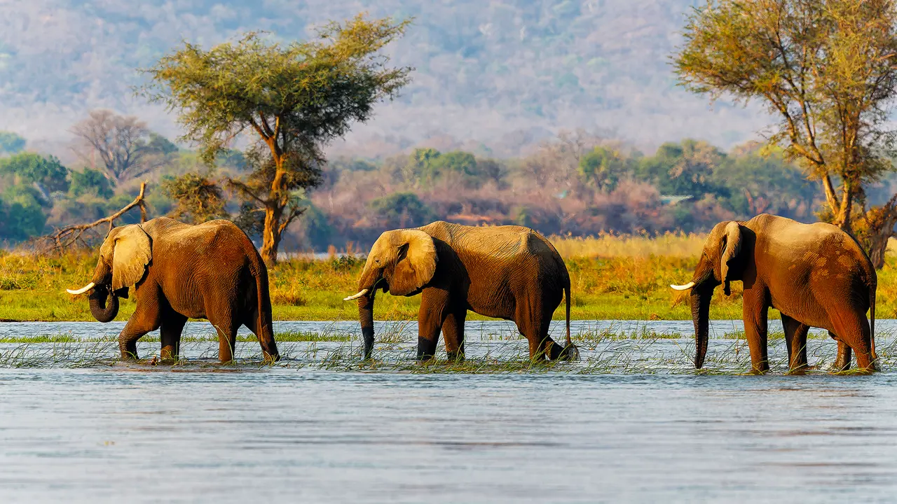 Elephants, Zambezi National Park