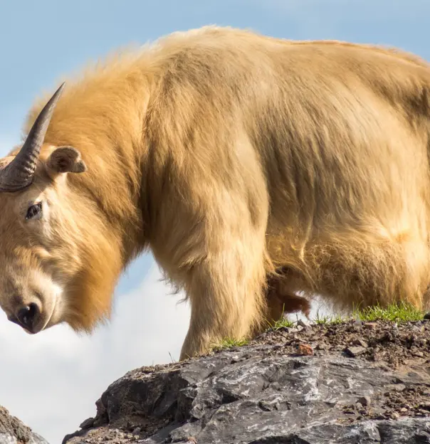 Adobestock 69945641 Takin, Bhutan