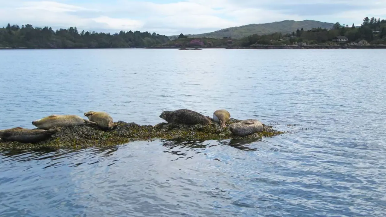 Glengarrif Seals 