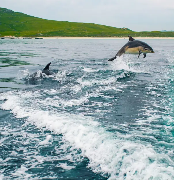 Two Bottlenose Dolphins, one diving out of water, with mountains in the distance