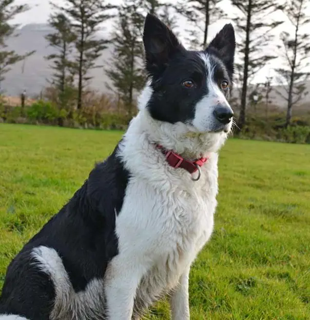 Black and white border collie dog sat in a field