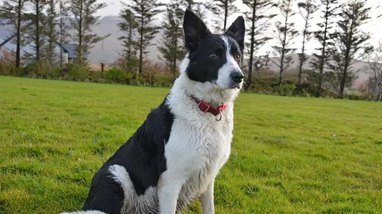 Black and white border collie dog sat in a field