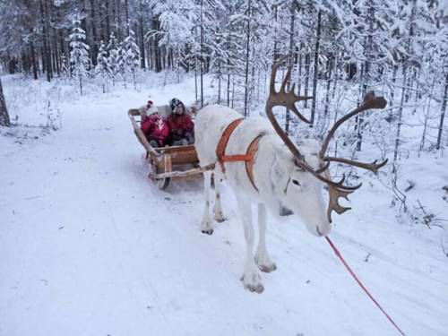 Lapland Santa Experience Day Trip