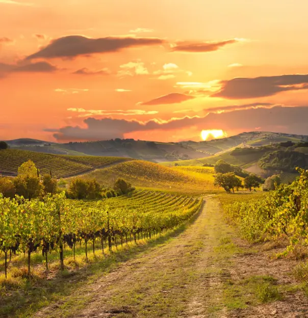 Vineyard, Tuscany