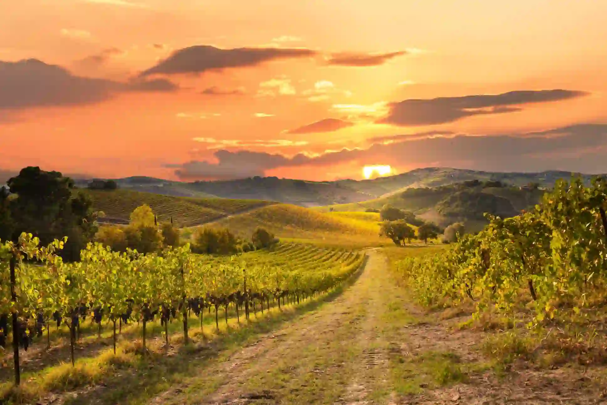 Vineyard, Tuscany