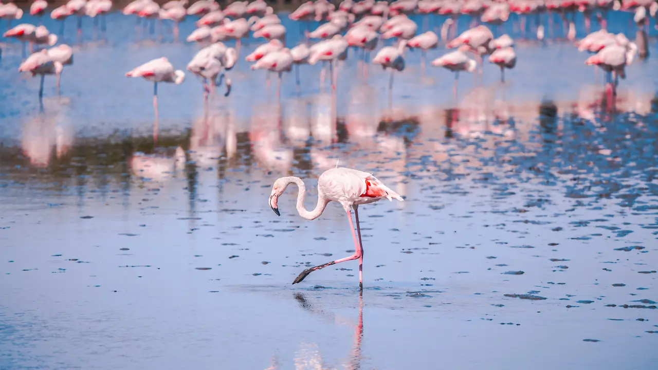 Camargue Flamingoes 