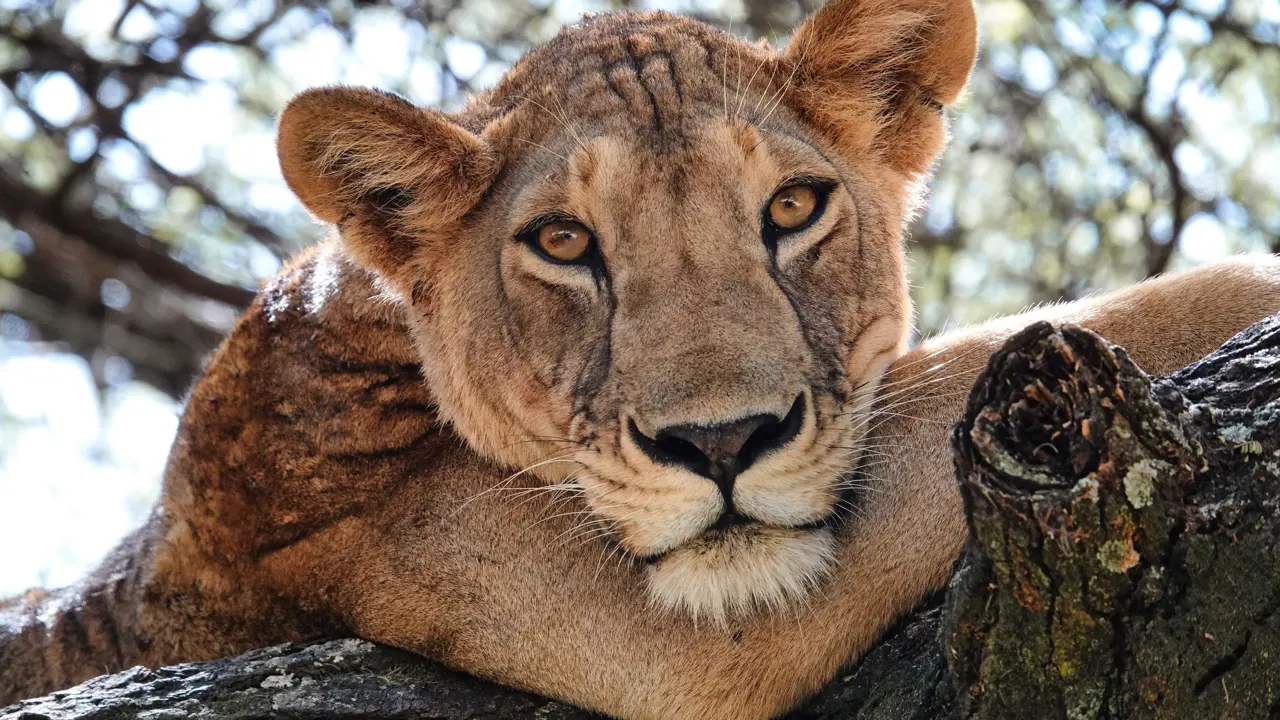 Lion, Serengeti National Park, Tanzania