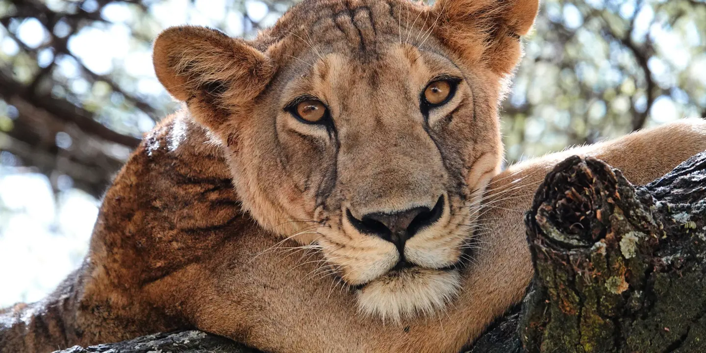 Lion, Serengeti National Park, Tanzania