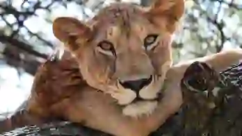 Lion, Serengeti National Park, Tanzania
