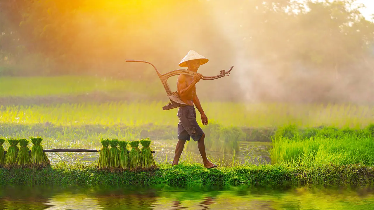 Vietnamese farmer with plowing equipment