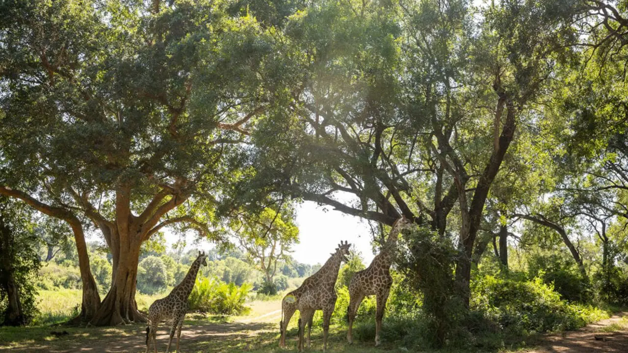 Chisomo Safari Camp Karongwe Giraffes