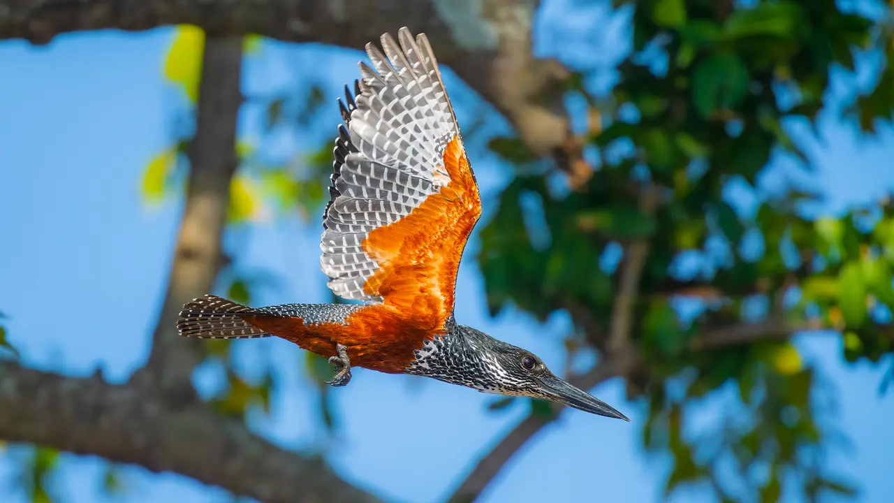 Giant Kingfisher, Chobe River, Botswana