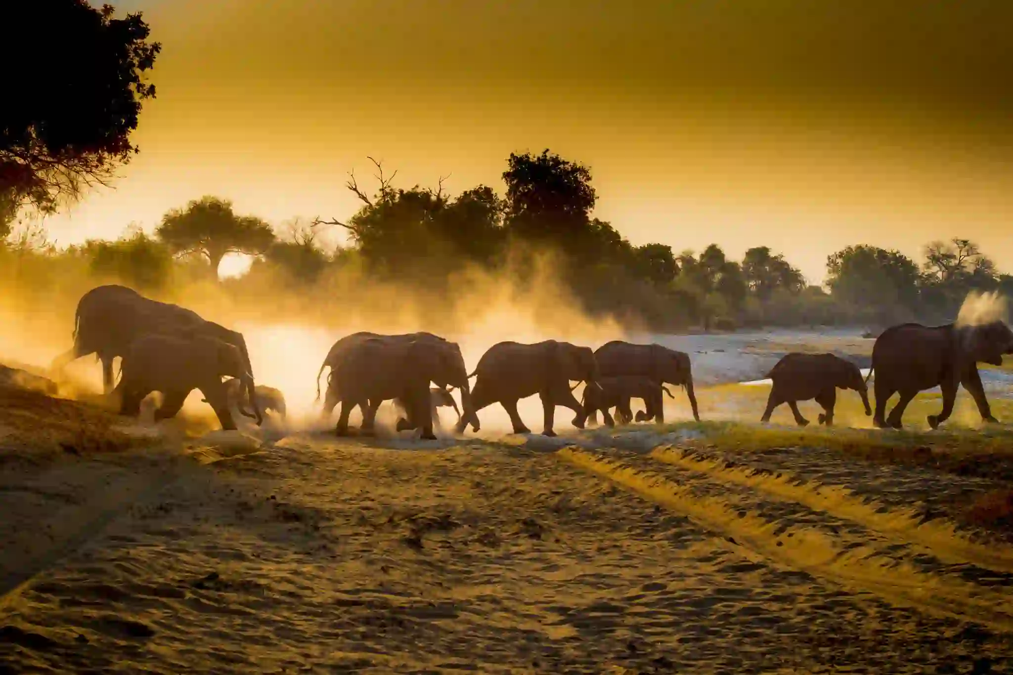 Chobe Game Drive Scenes 8