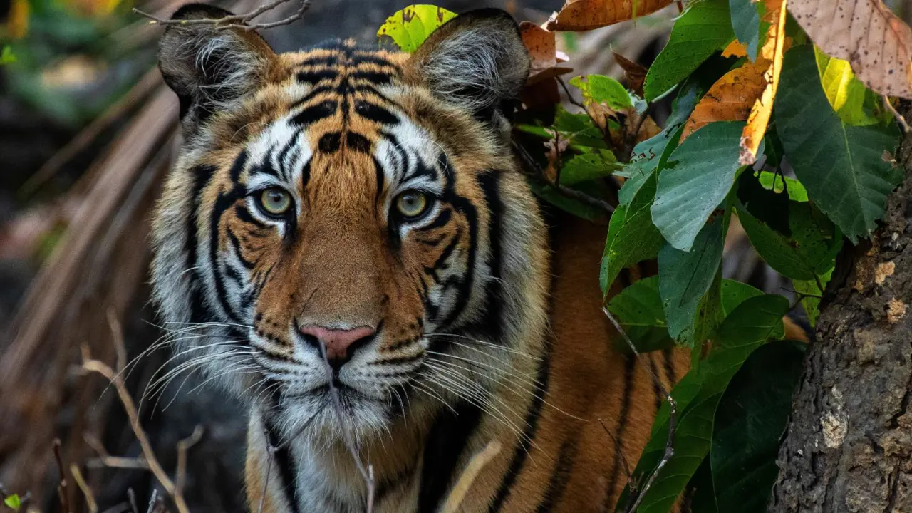 A Bengal tiger partially hidden among dry forest foliage in Ranthambore National Park, staring intently ahead with piercing yellow eyes
