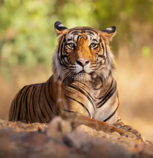 A majestic Bengal tiger resting in Ranthambore National Park, gazing directly at the camera against a blurred natural background