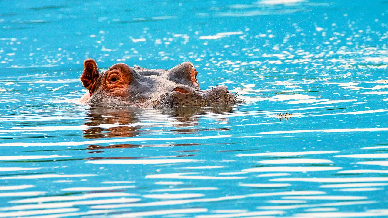 Hippo in Water in Zambezi National Park