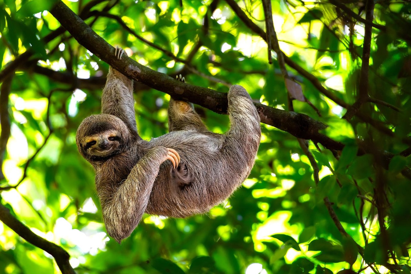 1920 Adobestock 353251094 Sloth, Costa Rica