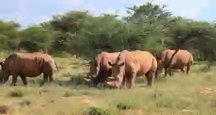 White rhinos