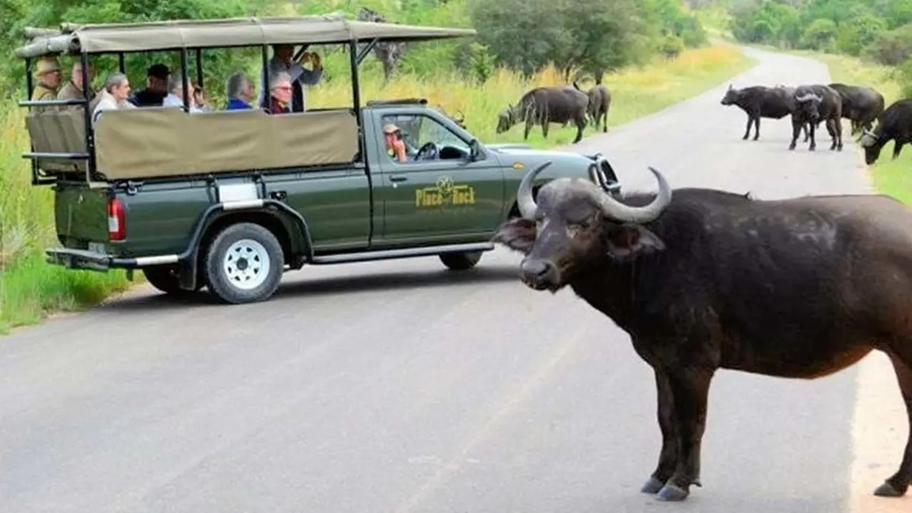 Kruger Park Safari